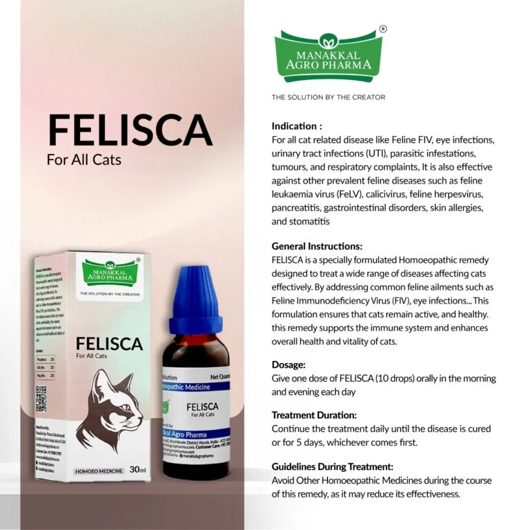 Felisca Felisca