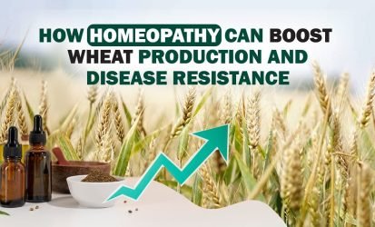 684-homeopathy-can-boost-wheat-production-disease-resistance 684-homeopathy-can-boost-wheat-production-disease-resistance